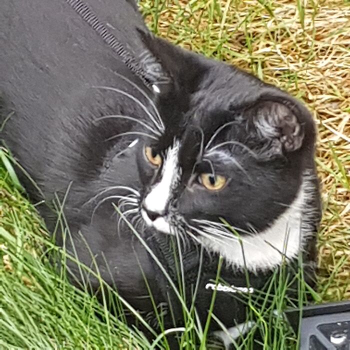 My Beautiful Kittens First Time Out