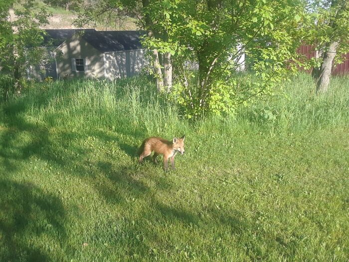A Baby Fox In The Spring