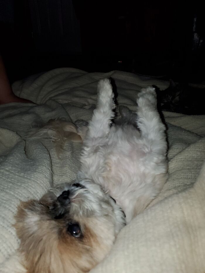 Dog, Relaxed Circa 2020