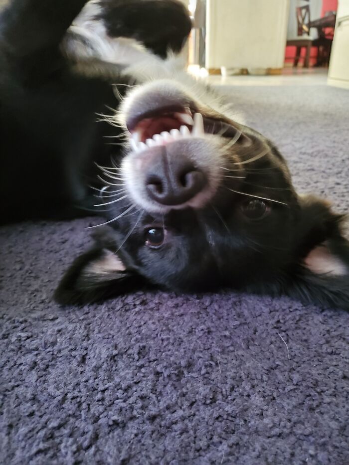 Dovah(The Dragon Princess)