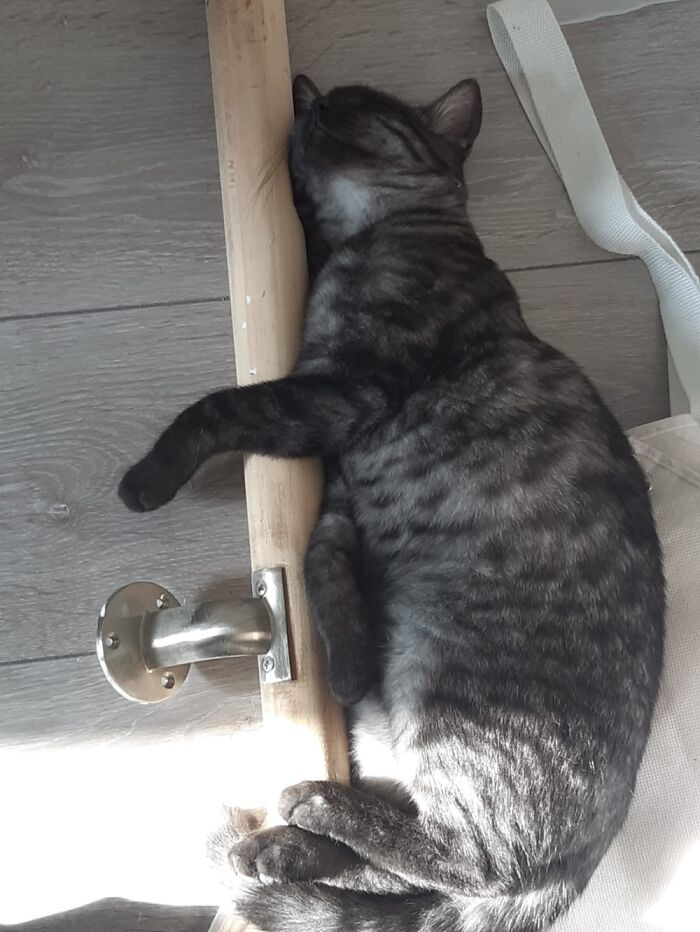 While Working On The House.. This Boy Is Special