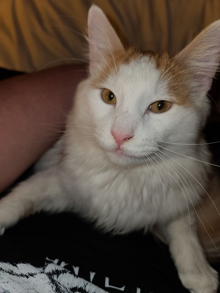 This Is Fry. He's Handsome And He Knows It.