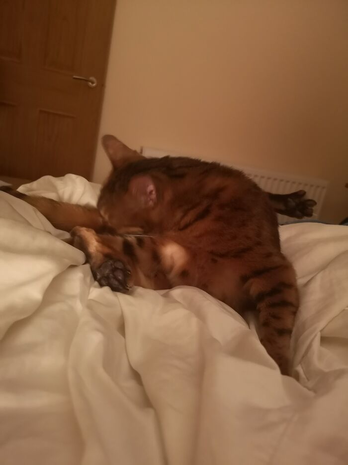 Luna Is Extremely Flexible