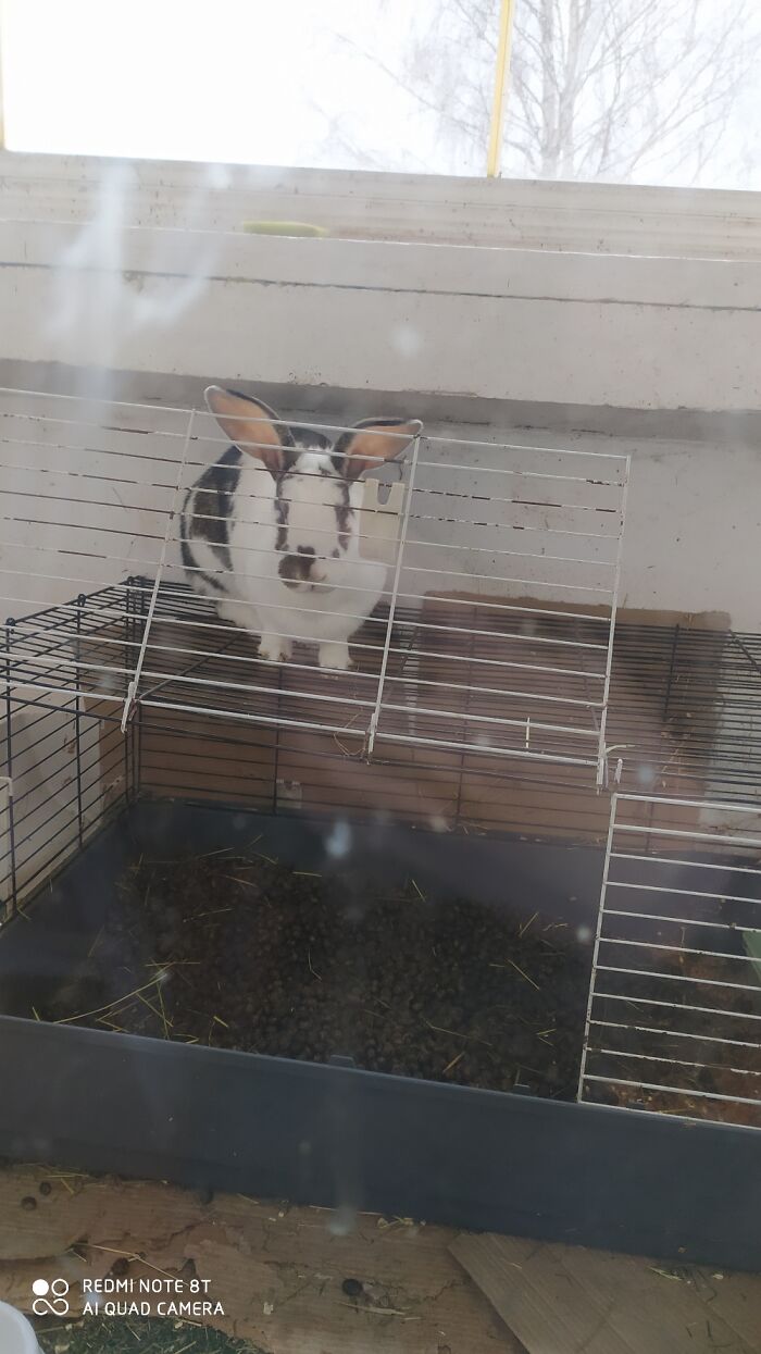 My Child On Top Of Her Cage