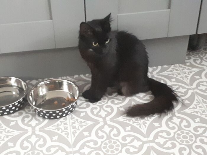 Fleur. She Was A Rescue Cat That I Gifted To Myself. That Is Not True, She Chose Me. She Gave.