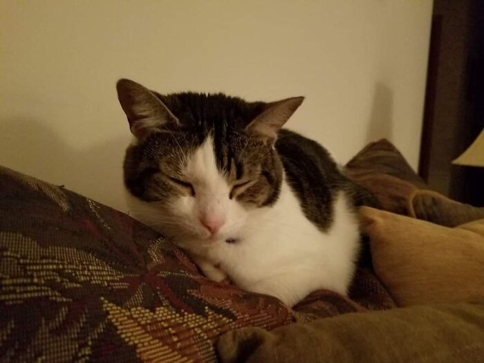 On The Back Of The Couch