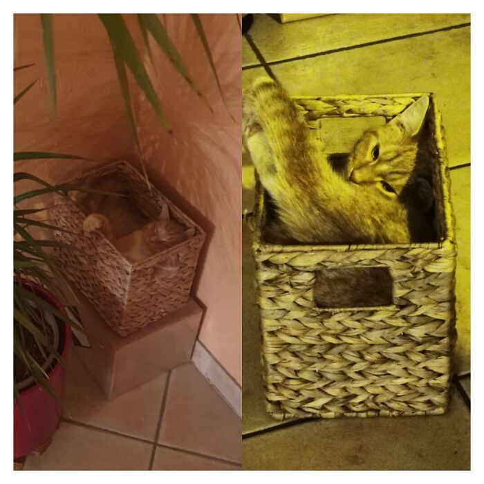 This Is Billy The Kitten, He Hasn't Kind Of Grasped That He Has Outgrown His Favourite Box