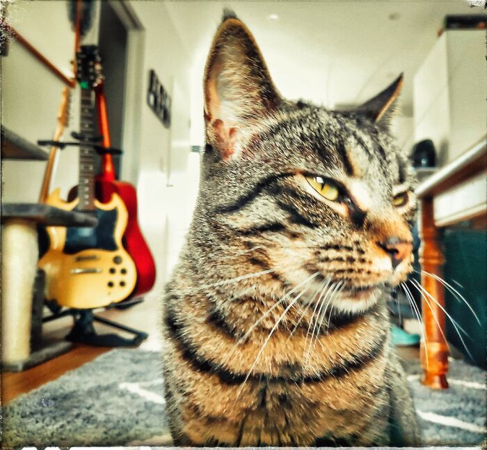 Sushi Former Stray Cat, Now Has A Loving Home