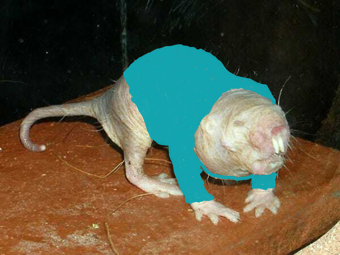 I Am Already Adorable (He Looked Cold So I Put A Sweater On Him)