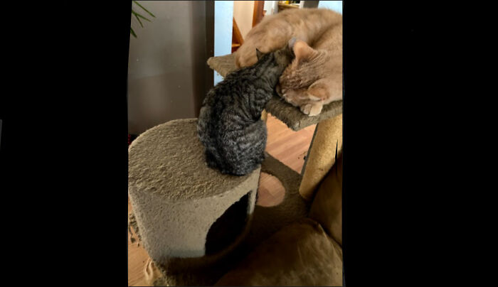 My Two Cats Claire And Mickey