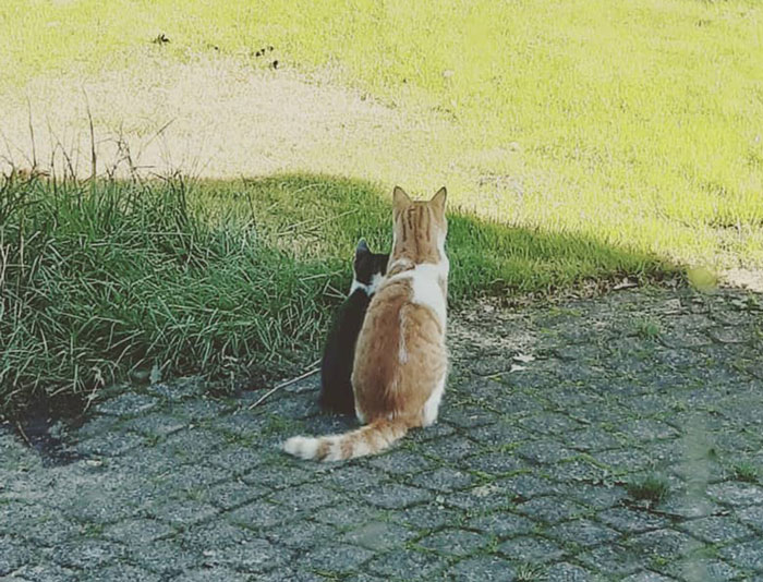 Cat Brought Stray Kitten Home And The Family Adopted Him, And Now They’re Inseparable