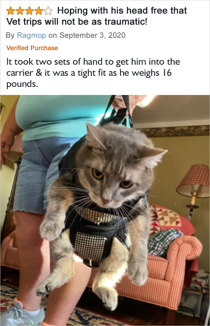 It Took Two Sets Of Hands To Get Him Into The Carrier