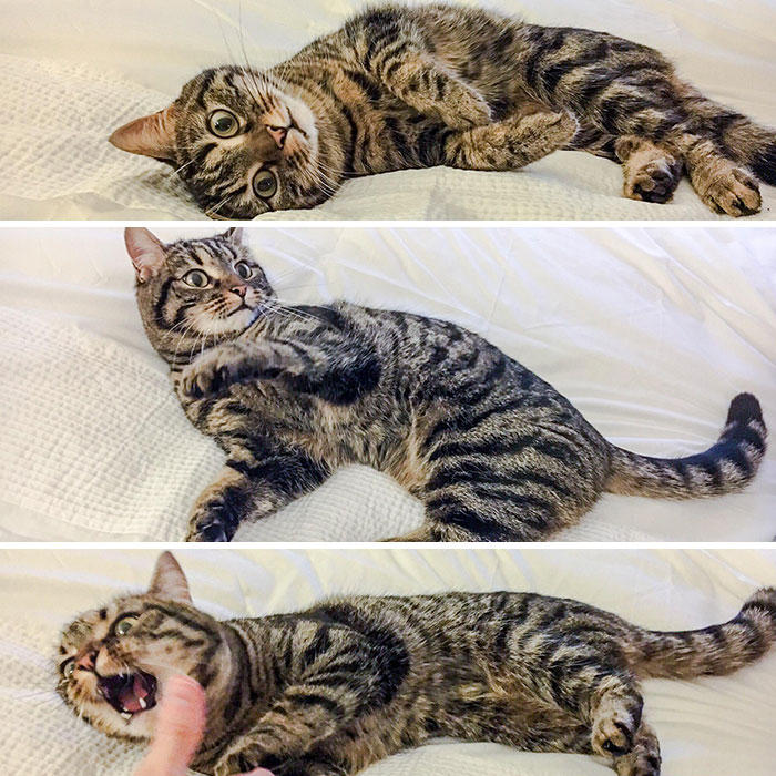 Yeah, I'm Cute. But Don't Touch Me