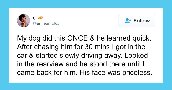 Frustrated Owners Share Stories About How Hard It Is To Catch A Dog Once It Runs Away (30 Pics)