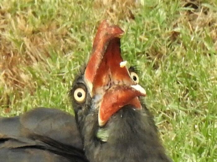 Above This Crowned Hornbill Is A Bird Feeder Filled With Fat Balls