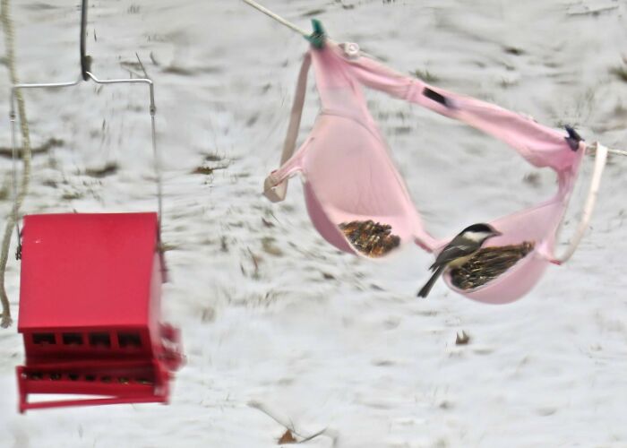 A Bird In The Bra Is Worth Two In The Bush. (Originally "In The Hand" And Original Quote Attributed To King Solomon)