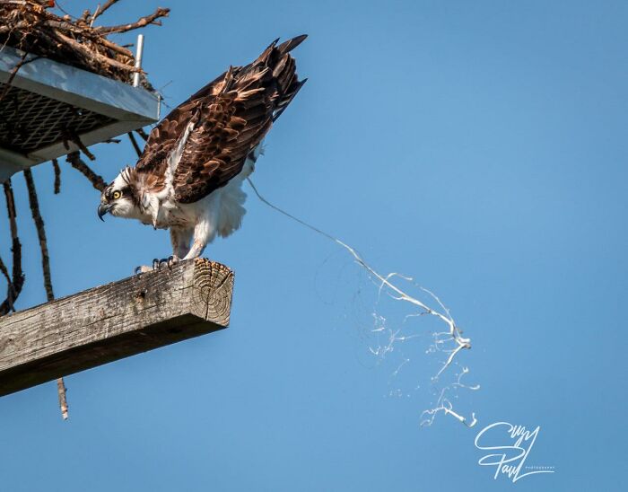 Oh My!!! Plop, Plop! Fizz, Fizz!