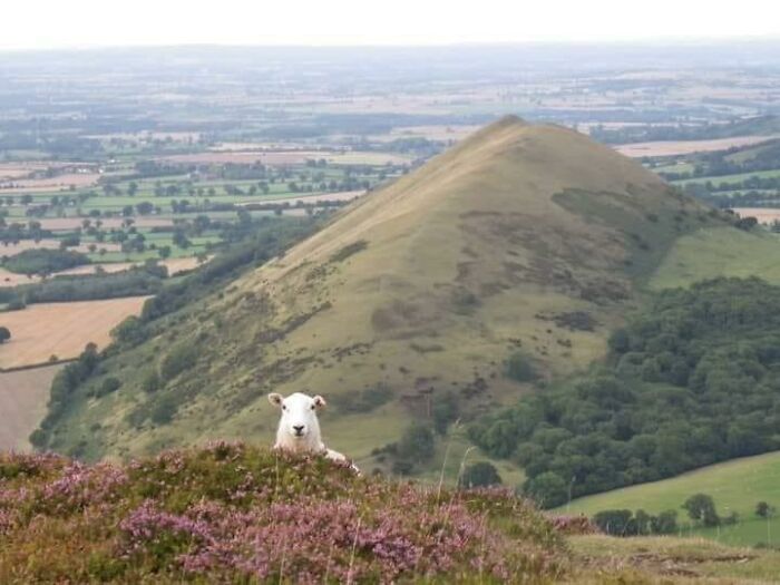 Curious Woolly Bois Stalk The Peaks Of The Welsh Border