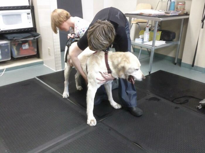 30 Veterinarians Share Things All Pet Owners Should Be Aware Of