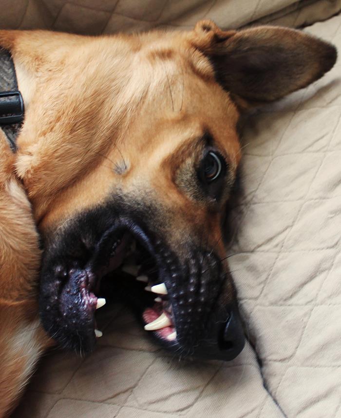 30 Veterinarians Share Things All Pet Owners Should Be Aware Of