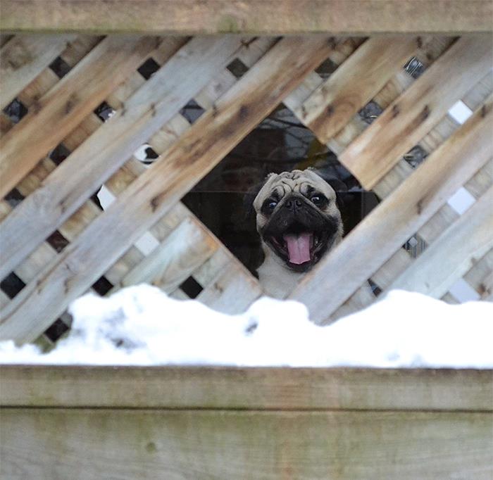 30 Veterinarians Share Things All Pet Owners Should Be Aware Of