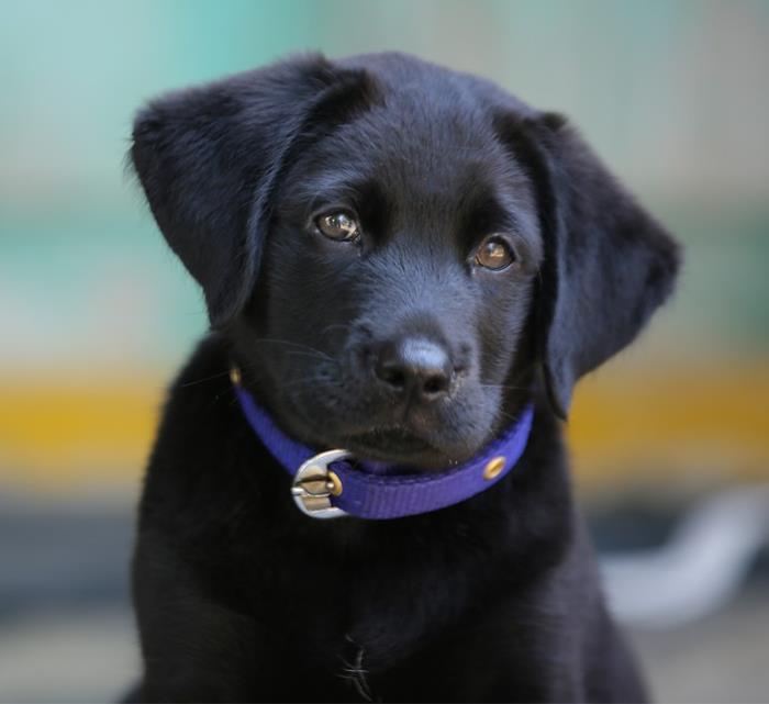 30 Veterinarians Share Things All Pet Owners Should Be Aware Of