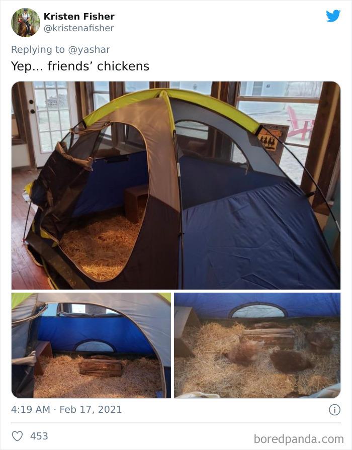 Wild-Farm-Animals-Rescue-Texas-Winter-Storm