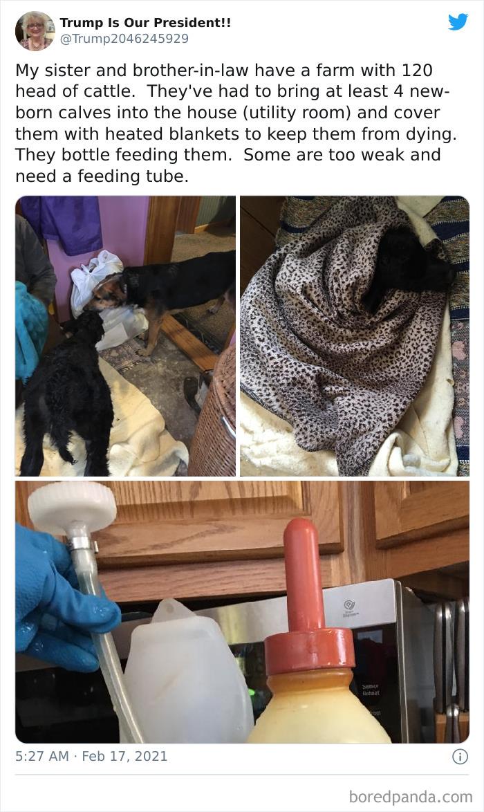 Wild-Farm-Animals-Rescue-Texas-Winter-Storm