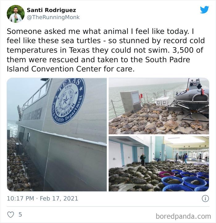 Wild-Farm-Animals-Rescue-Texas-Winter-Storm