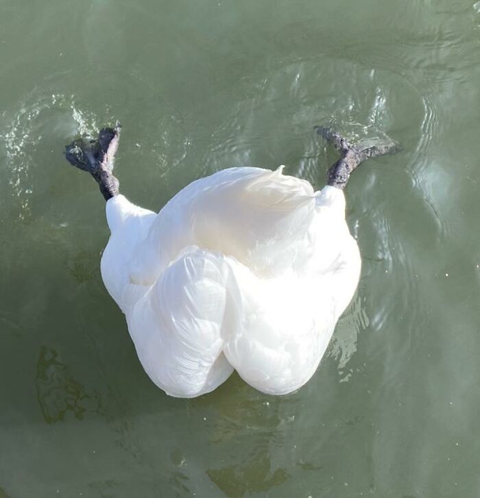 The Magnificent Mute Swan