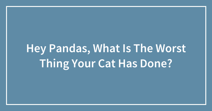 Hey Pandas, What Is The Worst Thing Your Cat Has Done? (Closed)