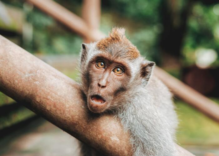 Pandas, Make A Meme Out Of This Picture (Closed)