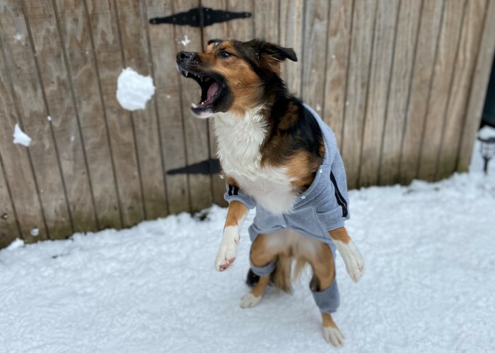 Hey Pandas, Photoshop This Dog Dispalying The Proper Snow Catching Form (Closed)