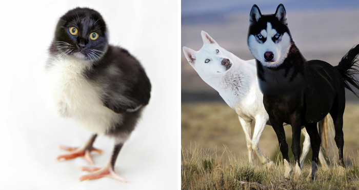 Hey Pandas, Create The Weirdest Animal Yet Using Photoshop (Closed)