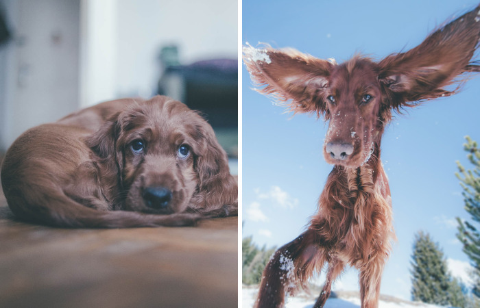 My Life With Baloo (19 Pics)