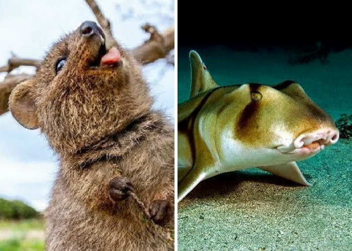 Here Are 40 Adorable, Scary, And Weird Australian Animals I Gathered