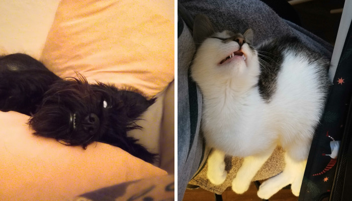 Hey Pandas, Post Weird Things Your Pet Does While Sleeping (Closed)