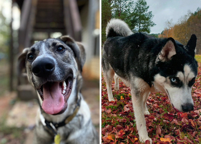 Hey Pandas, What Would Your Pet’s Profile Picture Be If They Could Have One? (Closed)