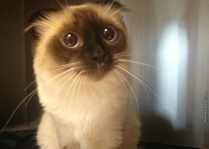 Hey Pandas, Make The Best Meme (Closed)