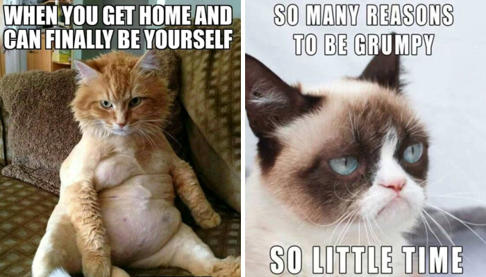 Hey Pandas, What’s Your Favorite Cat Meme? (Closed)