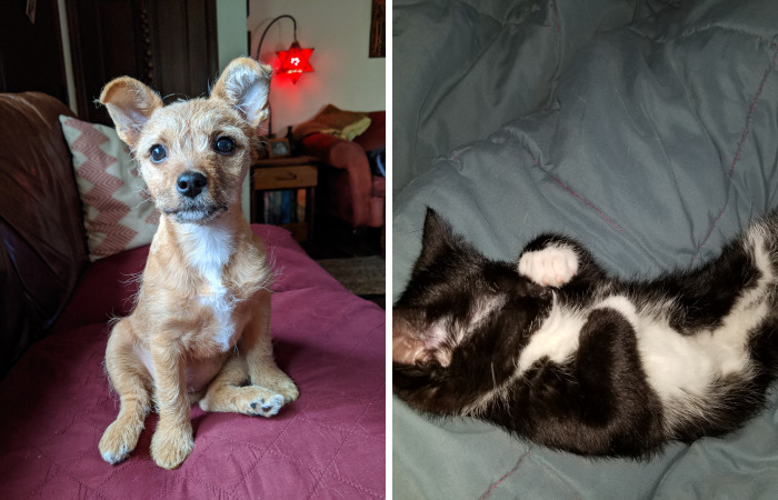 Hey Pandas, Who Has The Cutest Pet? (Closed)