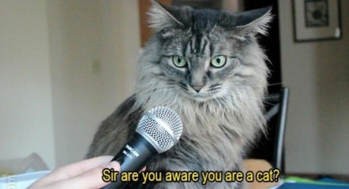 Hey Pandas, Draw This Cat Meme (Closed)