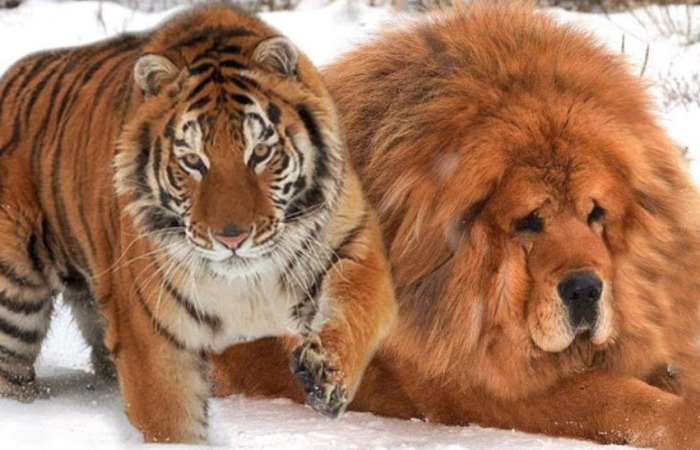 Hey Pandas, What Is The Biggest Animal You’ve Ever Seen? (Closed)