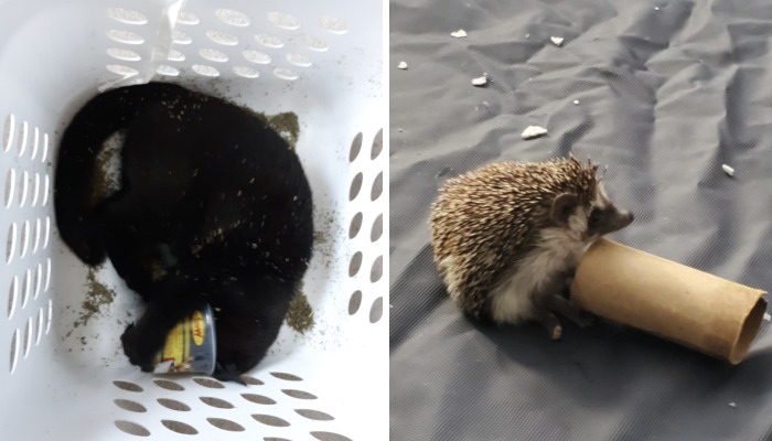 Hey Pandas, Share The Funniest Picture Of Your Pet