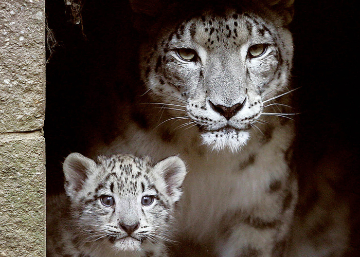 Hey Pandas, Draw A Snow Leopard! (Closed)