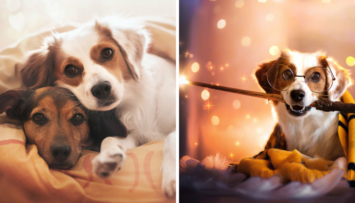 I Take Creative Photos Of Our Dogs At Home During The Lockdown