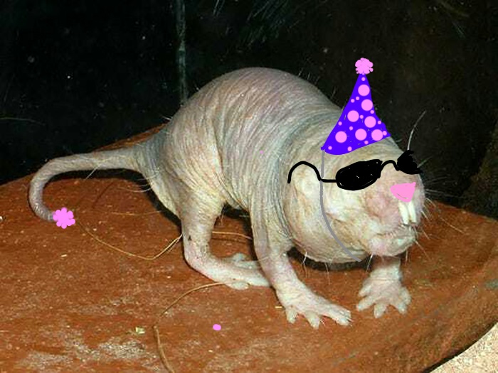 Party Hats Make Anything Cute