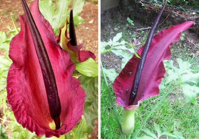 14 Strange Plants That Prove We Could Be Living On A Alien Planet