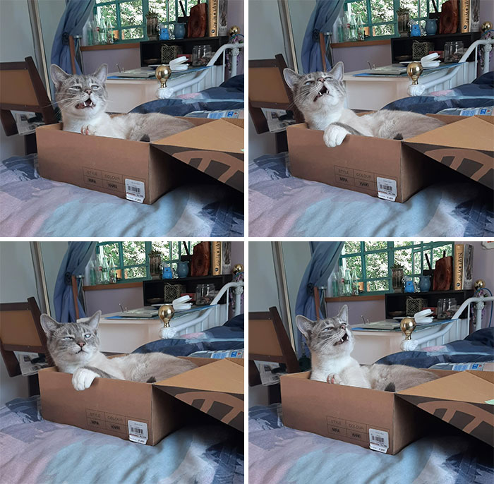 Managed To Catch My Derpster Cat, Monte, 3 Sneezes In A Row. Picture Of Grace And Majesty Right There