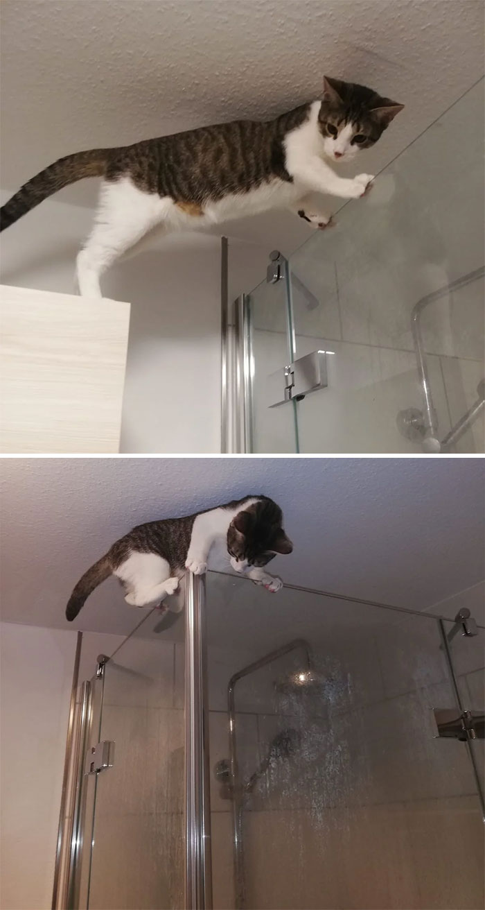 He Prefers This To His Cat Tree